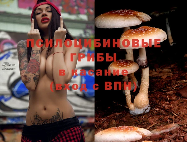 шишки Новодвинск